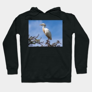 Cattle egret perched on a tree Hoodie